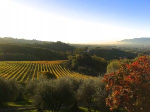 nov-1st-vineyard1