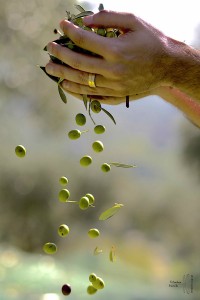 _TAI7242 Mani+Olive-2